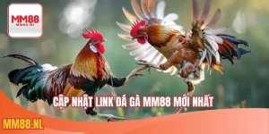 cập nhật link đá gà MM88 mới nhất